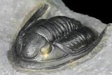 Cornuproetus Trilobite Fossil - Ofaten, Morocco #130534-3